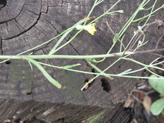 Crepis ramosissima