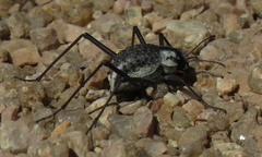 Stenocara gracilipes