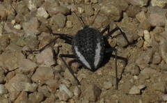 Stenocara gracilipes