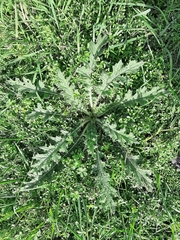 Cirsium acaule