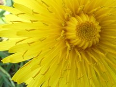 Taraxacum officinale