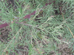 Jacobaea borysthenica
