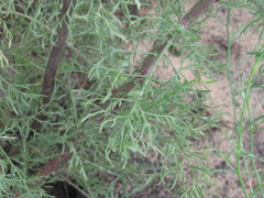 Jacobaea borysthenica