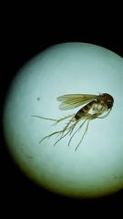 Mycetophila filicornis