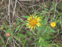 Pentanema sabuletorum