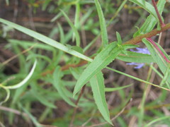 Pentanema sabuletorum
