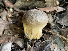 Lycoperdon bispinosum