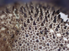 Lycoperdon bispinosum