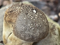 Lycoperdon bispinosum