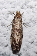 Morophaga choragella