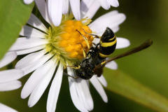 Stenodynerus chevrieranus