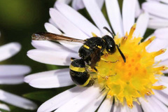 Stenodynerus chevrieranus