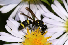 Stenodynerus chevrieranus