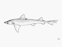 Whitespotted Smooth-Hound photo 1