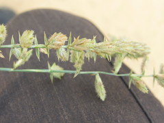 Agropyron dasyanthum