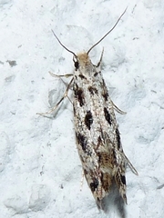 Nemapogon variatella