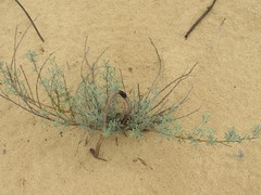 Chamaecytisus borysthenicus