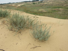Chamaecytisus borysthenicus