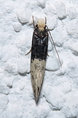Trichophaga tapetzella