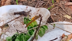 Crocothemis servilia