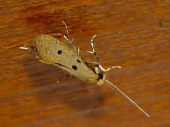 Tinea trinotella