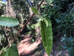 Deeringia arborescens