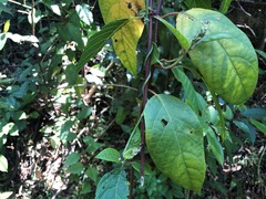 Deeringia arborescens