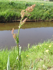 Rumex