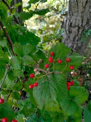 Viburnum
