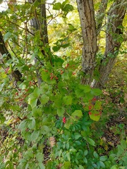 Viburnum