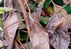 Crocothemis servilia