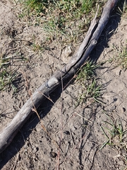 Bupleurum tenuissimum