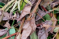 Crocothemis servilia