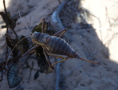 Steropleurus pseudolus