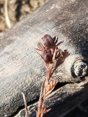 Bupleurum tenuissimum
