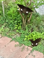 Papilio castor formosanus