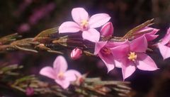 Boronia stricta
