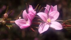 Boronia stricta