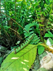 Eupanacra