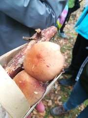 Hypholoma lateritium