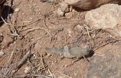 Sphingonotus azurescens