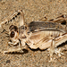 Splay-footed Crickets - Photo (c) mapor, some rights reserved (CC BY-NC)