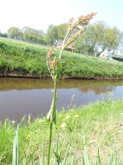 Rumex