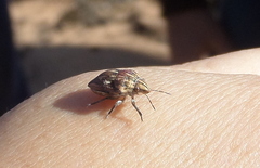 Odontotarsus callosus