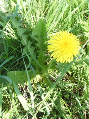 Taraxacum officinale