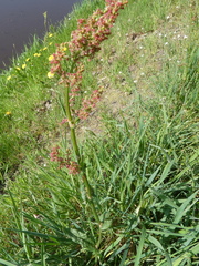 Rumex