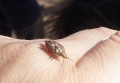Odontotarsus callosus