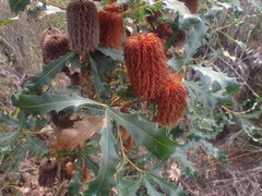 Banksia quercifolia