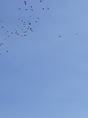 Columba livia domestica