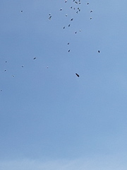 Columba livia domestica